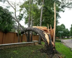 A.Levesque_tree split after storm_3_ A.Levesque's Tree Care LLC storm damage example 1